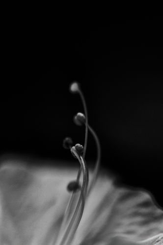 A white and black rose