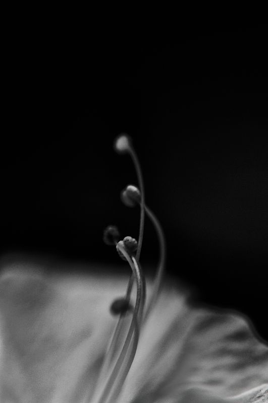 a white and black rose A white and black rose фото превью