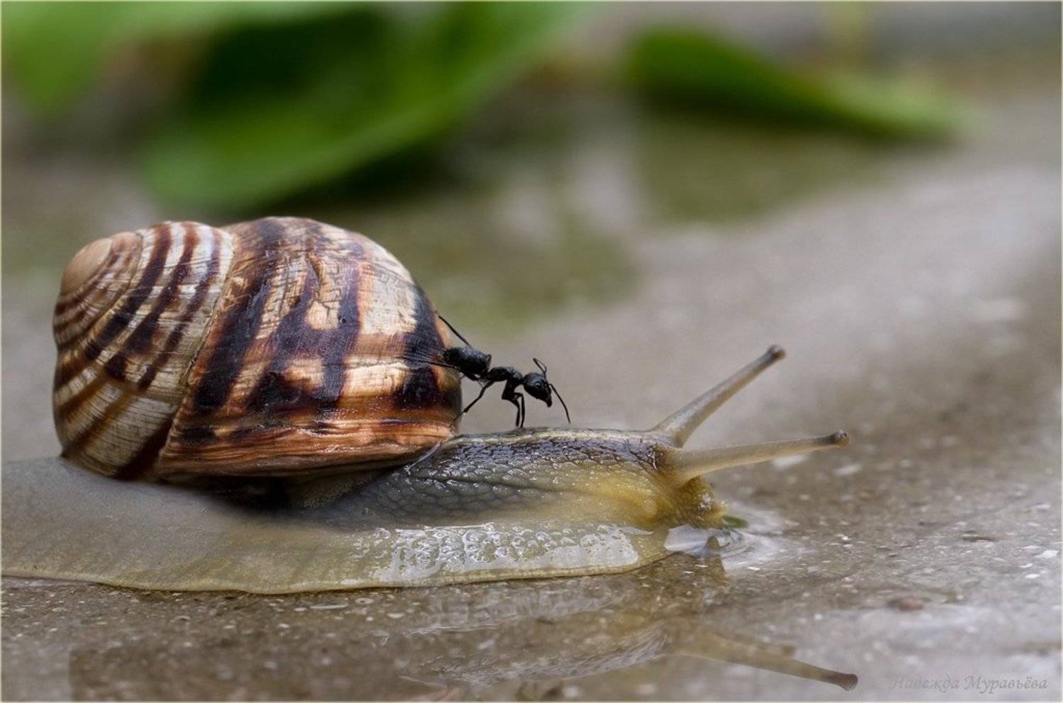 улитка, муравей, Надежда Муравьёва