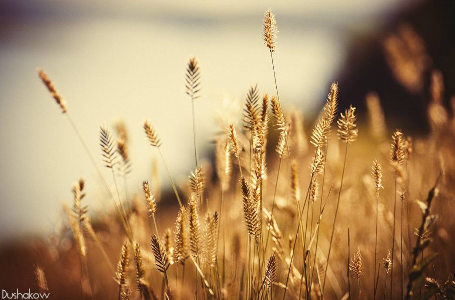 трава, колоски, лето, природа, Дмитрий Душаков