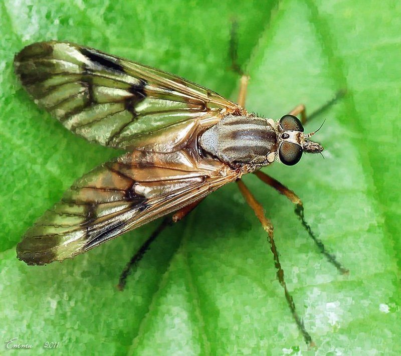 муха, природа, макро, насекомое  фото превью