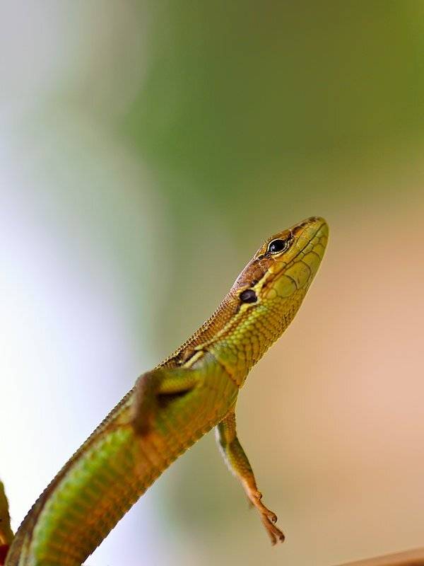 , Светлана Щемелева