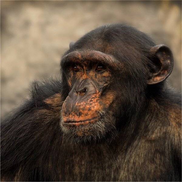 , Дмитрий Алексеев