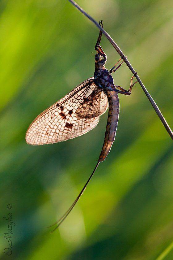 , Оксана Музыка