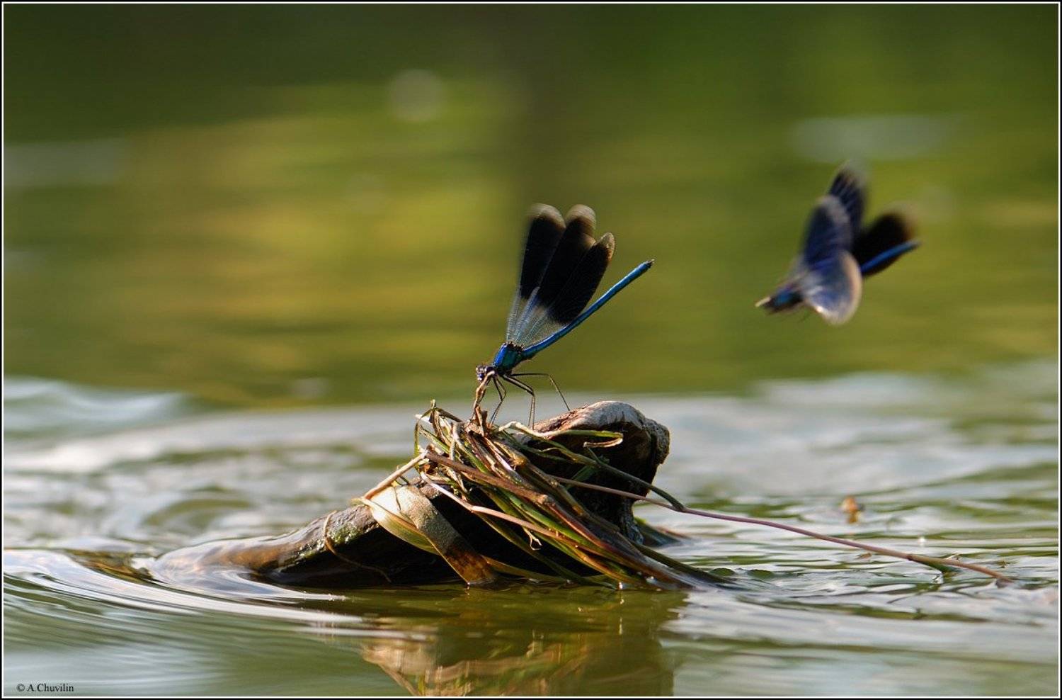 стрекозы, летние, игры, иду, на, таран, Александр Чувилин