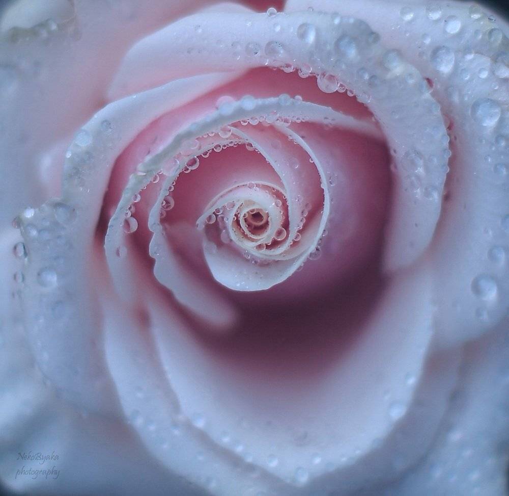 капли, розы, rose, drops, flowers, цветы, макро, macro, Мамакова Анжелика