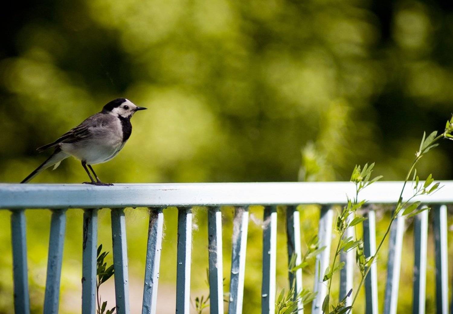 фауна, лето, природа, птица, Дмитрий Душаков