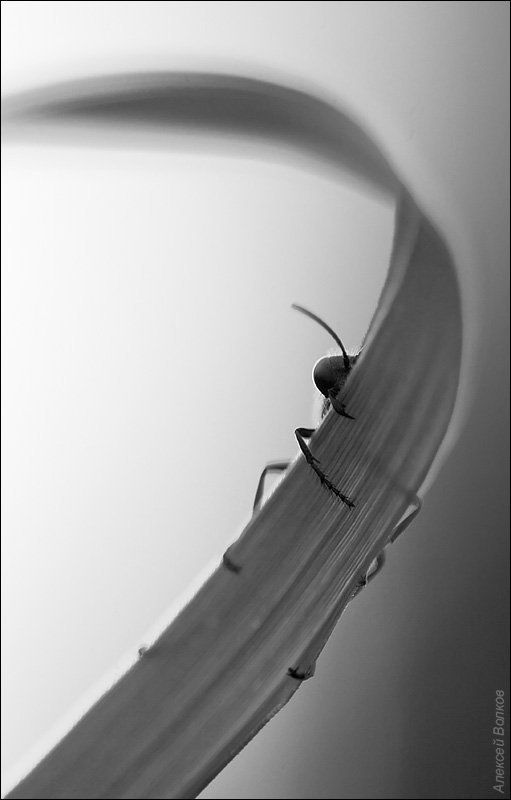 аммофила, песчаная  фото превью