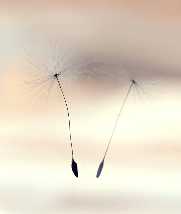 пушинка, одуванчик, Елена Сергеенко