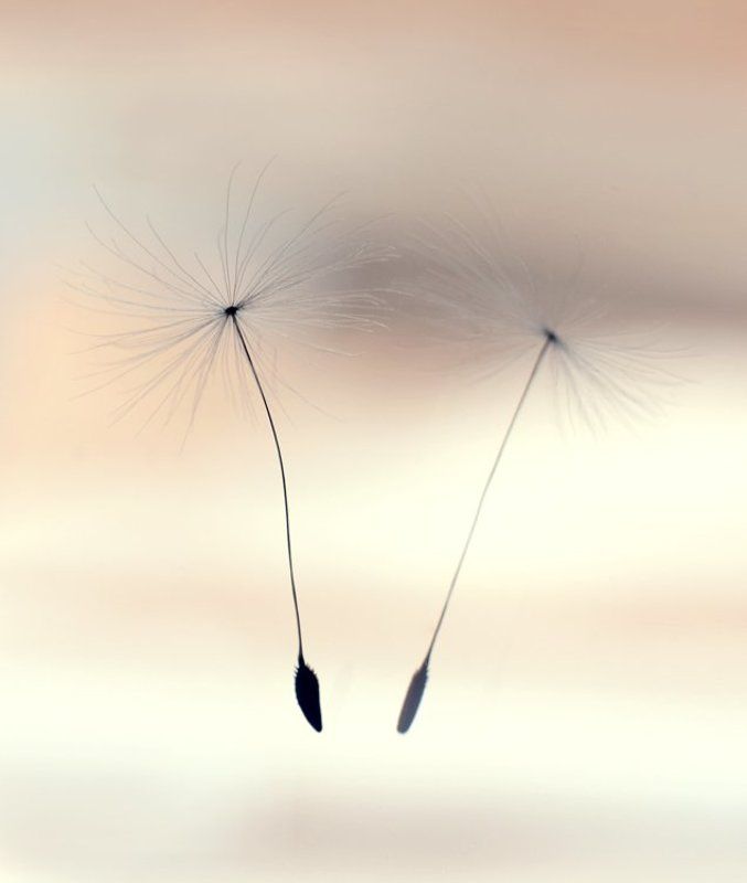 пушинка, одуванчик  фото превью