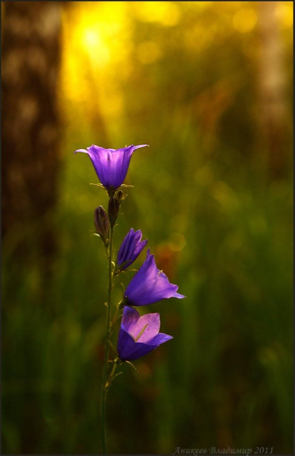 , Аникеев Владимир