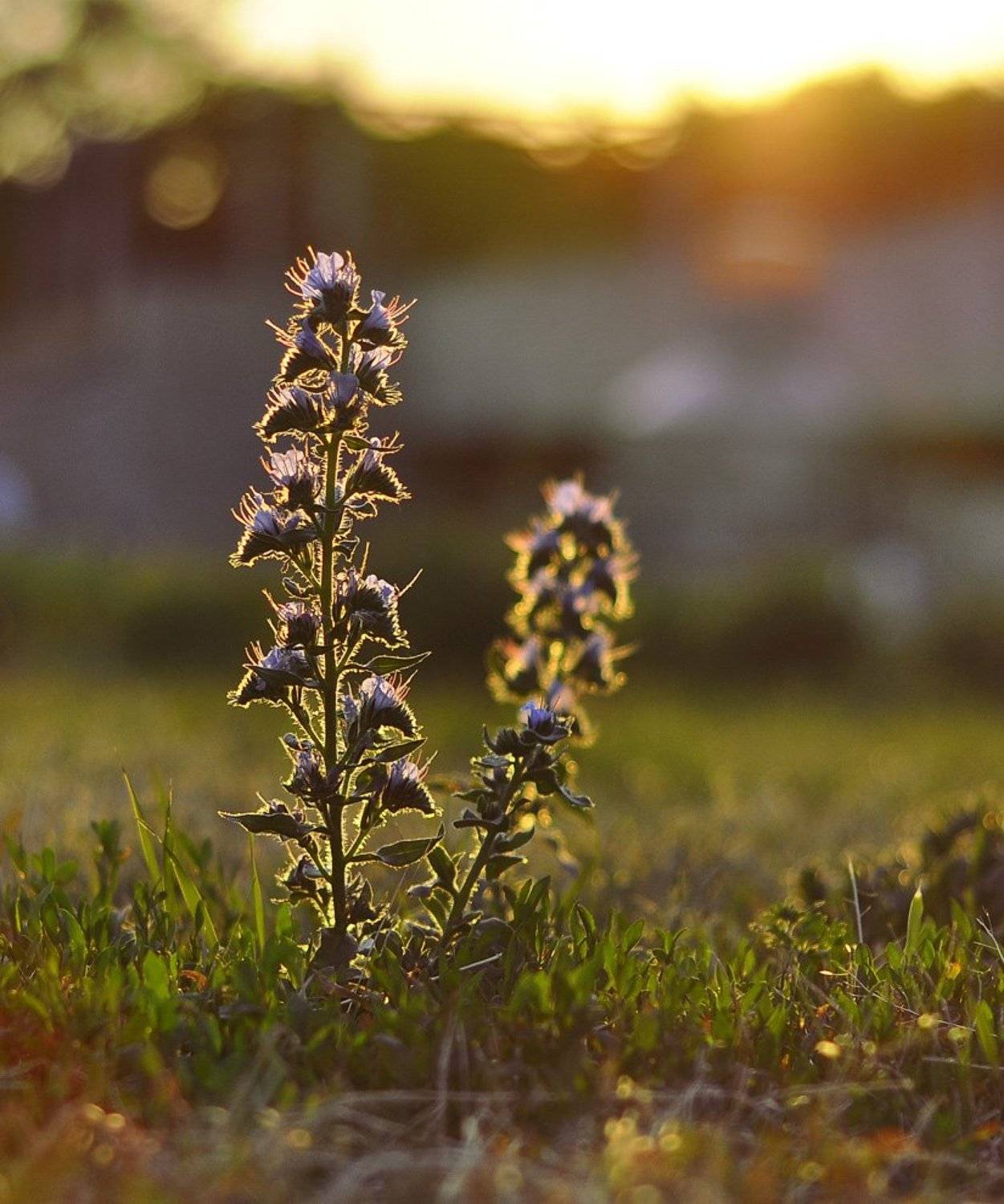цветок, солнце, лучи, Sasha Ar