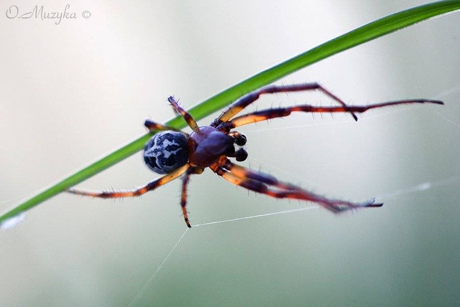 , Оксана Музыка