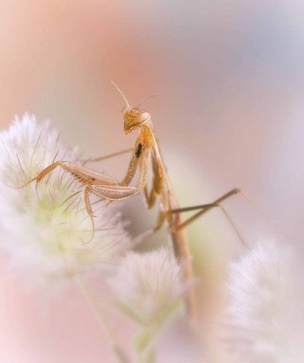 богомол, макро, irina