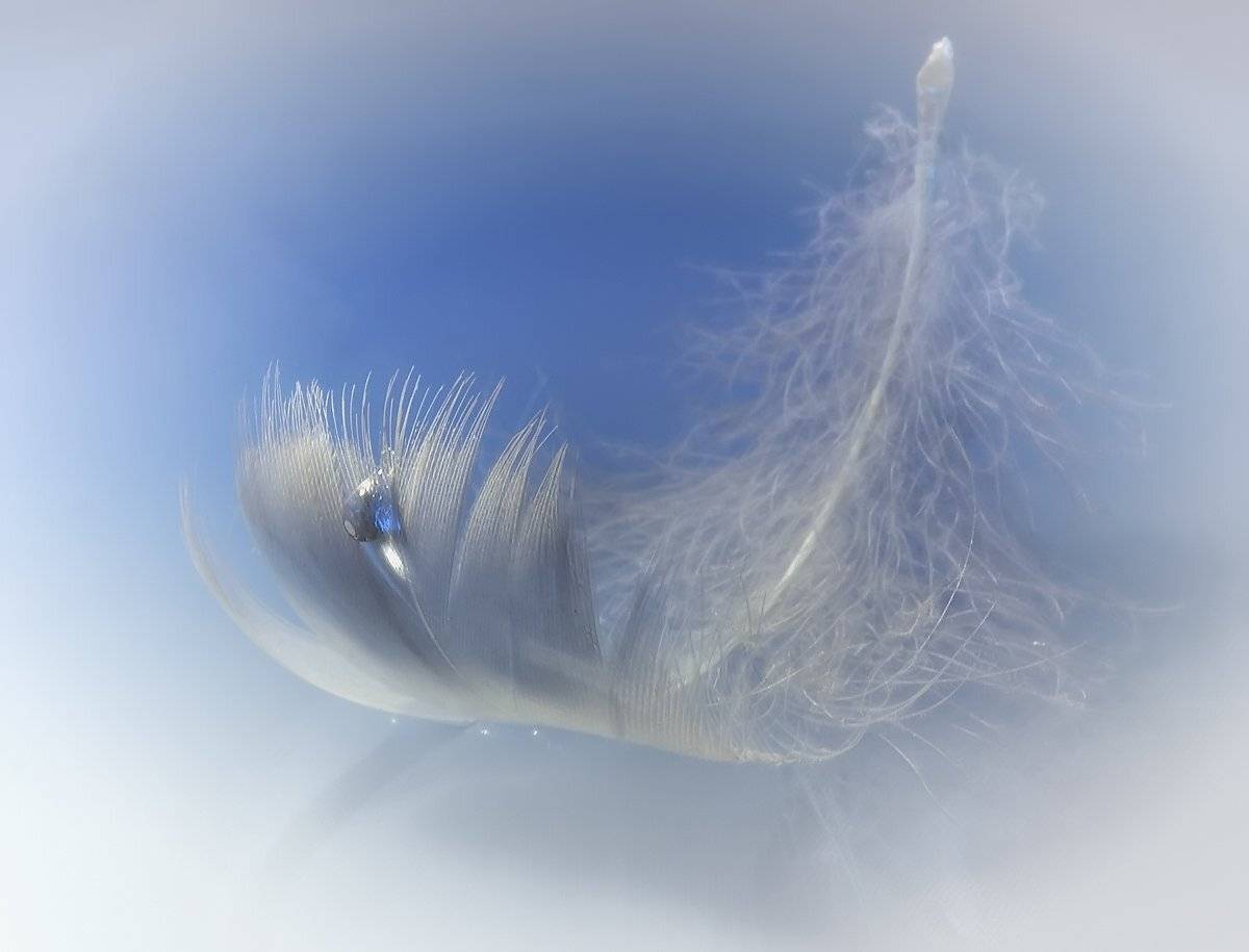 перо, капля, вода, Марина Брыдня