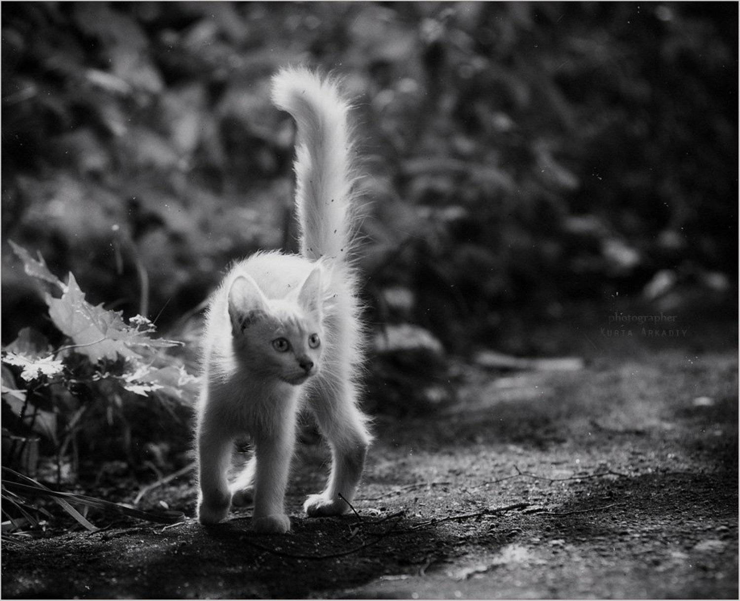 коты, нашего, двора, Аркадий Курта