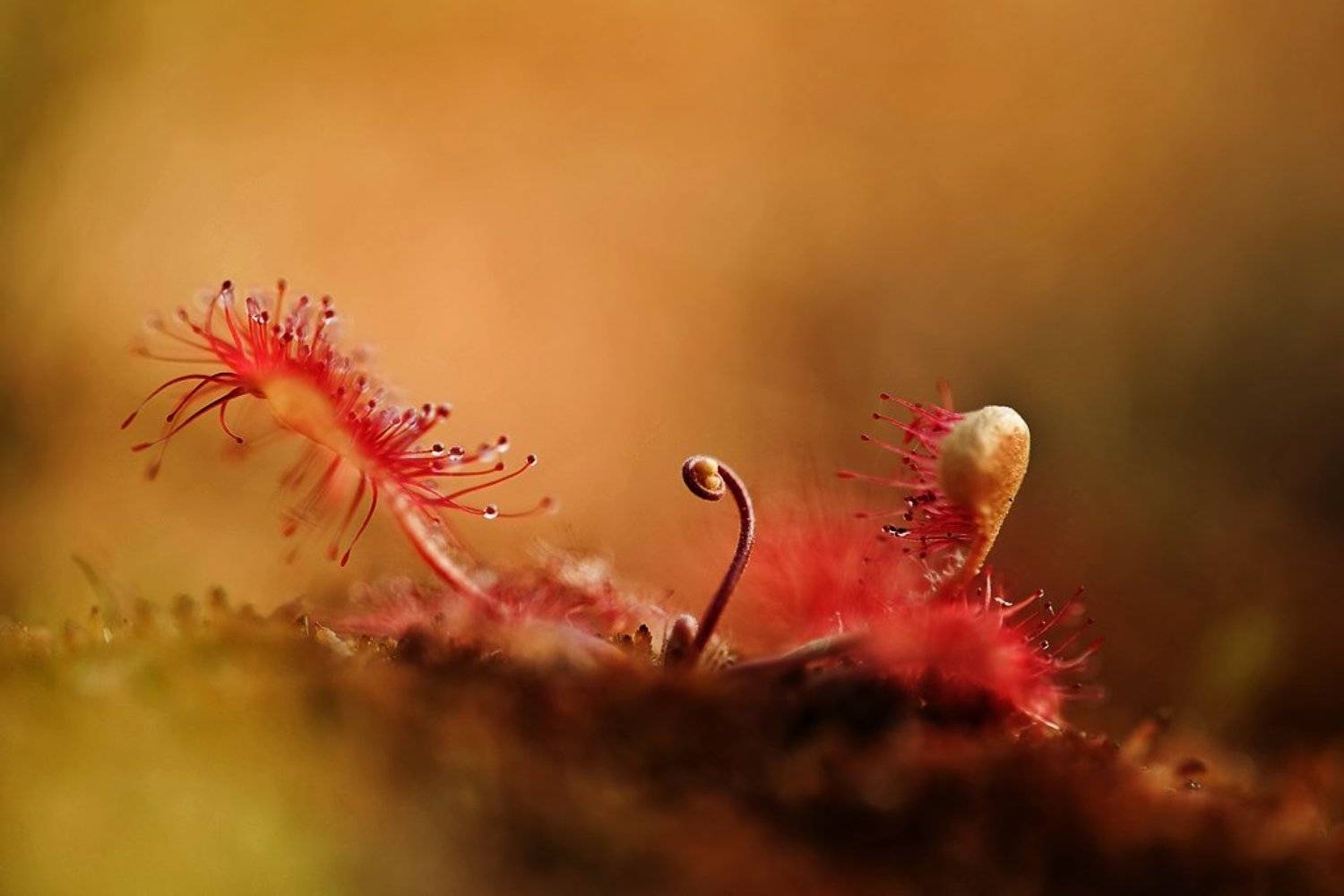 росянка, макропейзаж, Юлия