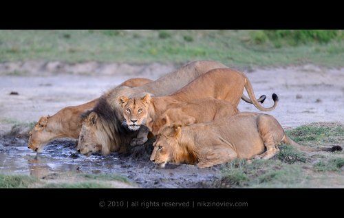 1/25 секунды из жизни львинного прайда