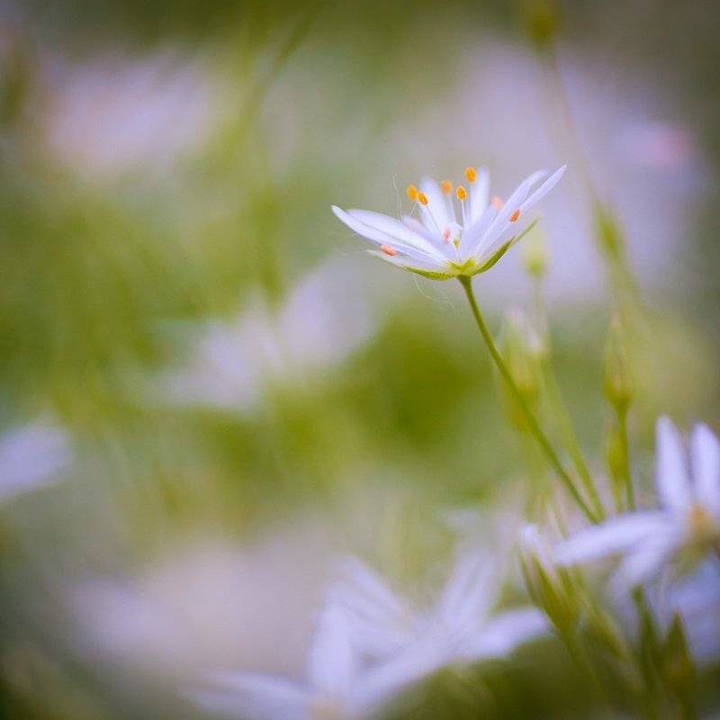 весна, цветы, Качурин Алексей