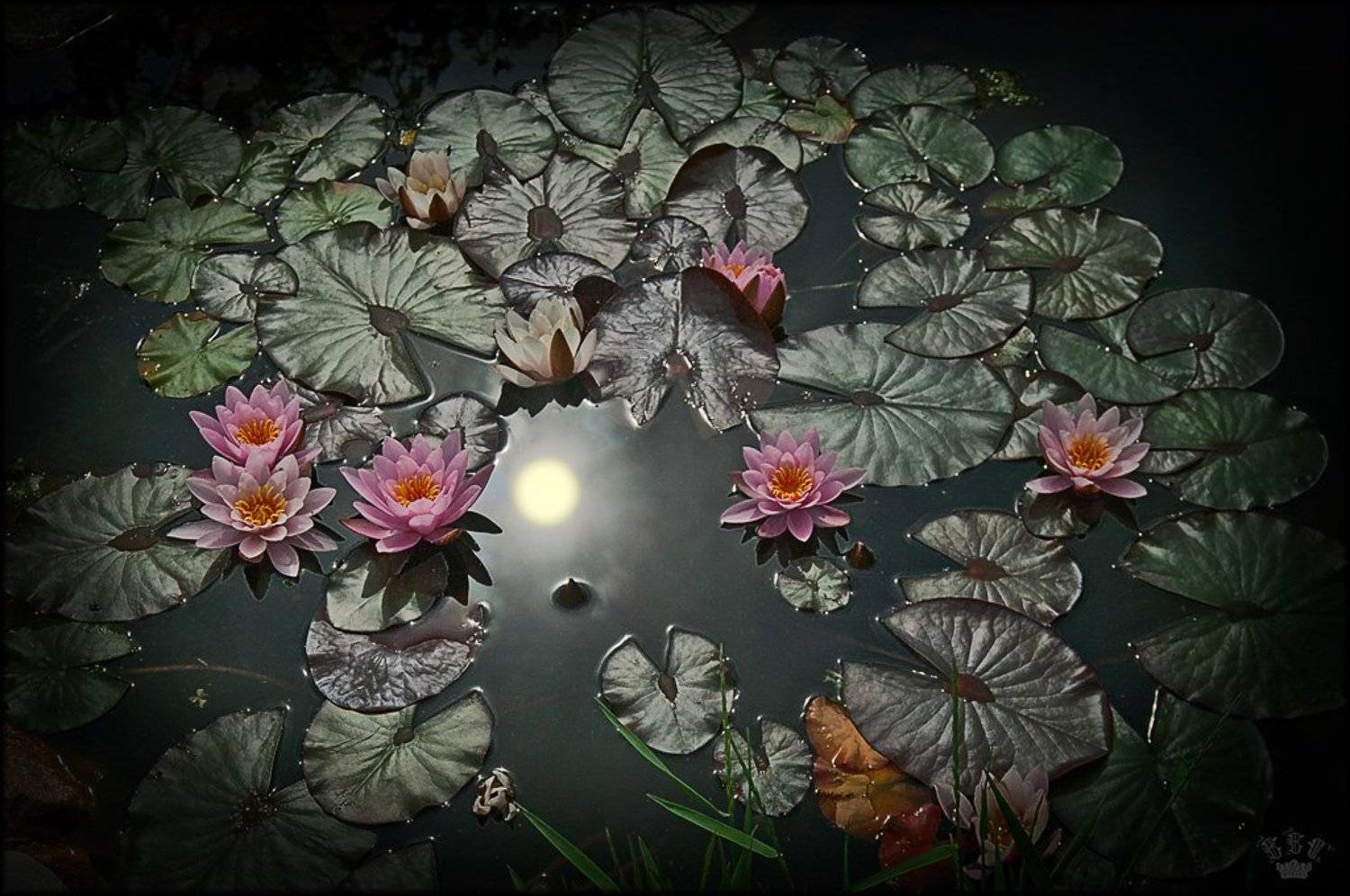 цветы, Вадим