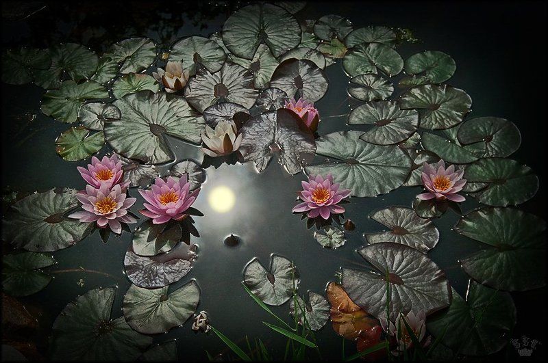 цветы  фото превью