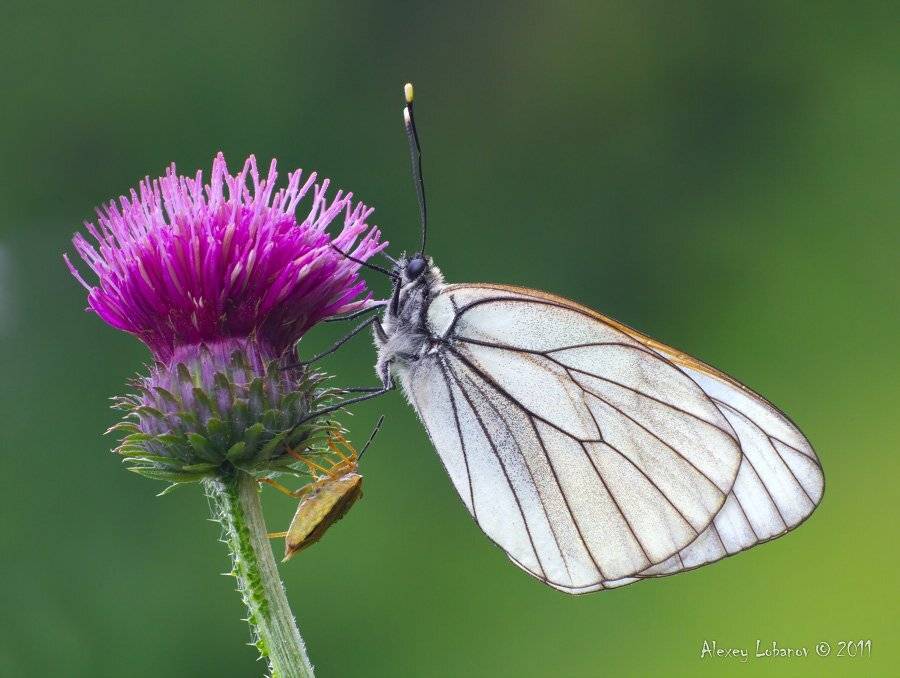 клоп, боярышница, Alexey Lobanov