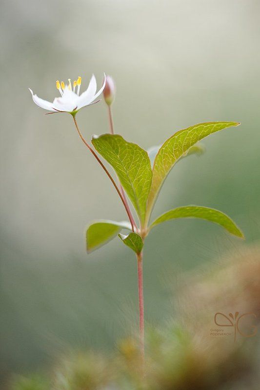 седмичник, trientalis, europaea, karelia, flower, flora, lehmalahti, white, белый, цветок, карелия, лехмалахти, флора  фото превью