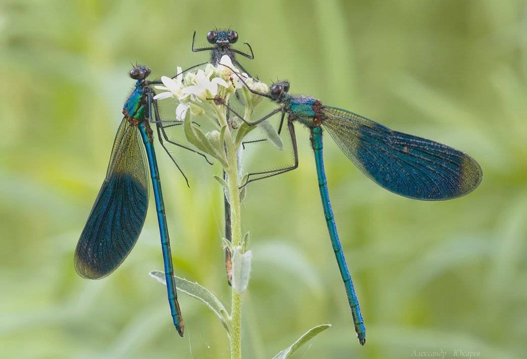 , Александр Юкарев