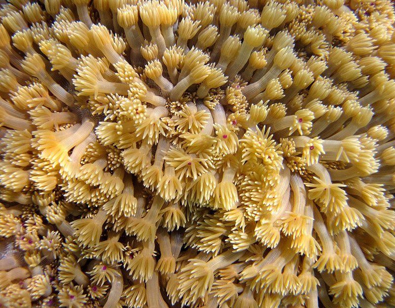 полип, коралл, героин, сон, наркоман, сказка, руки, вены, goniopora  фото превью