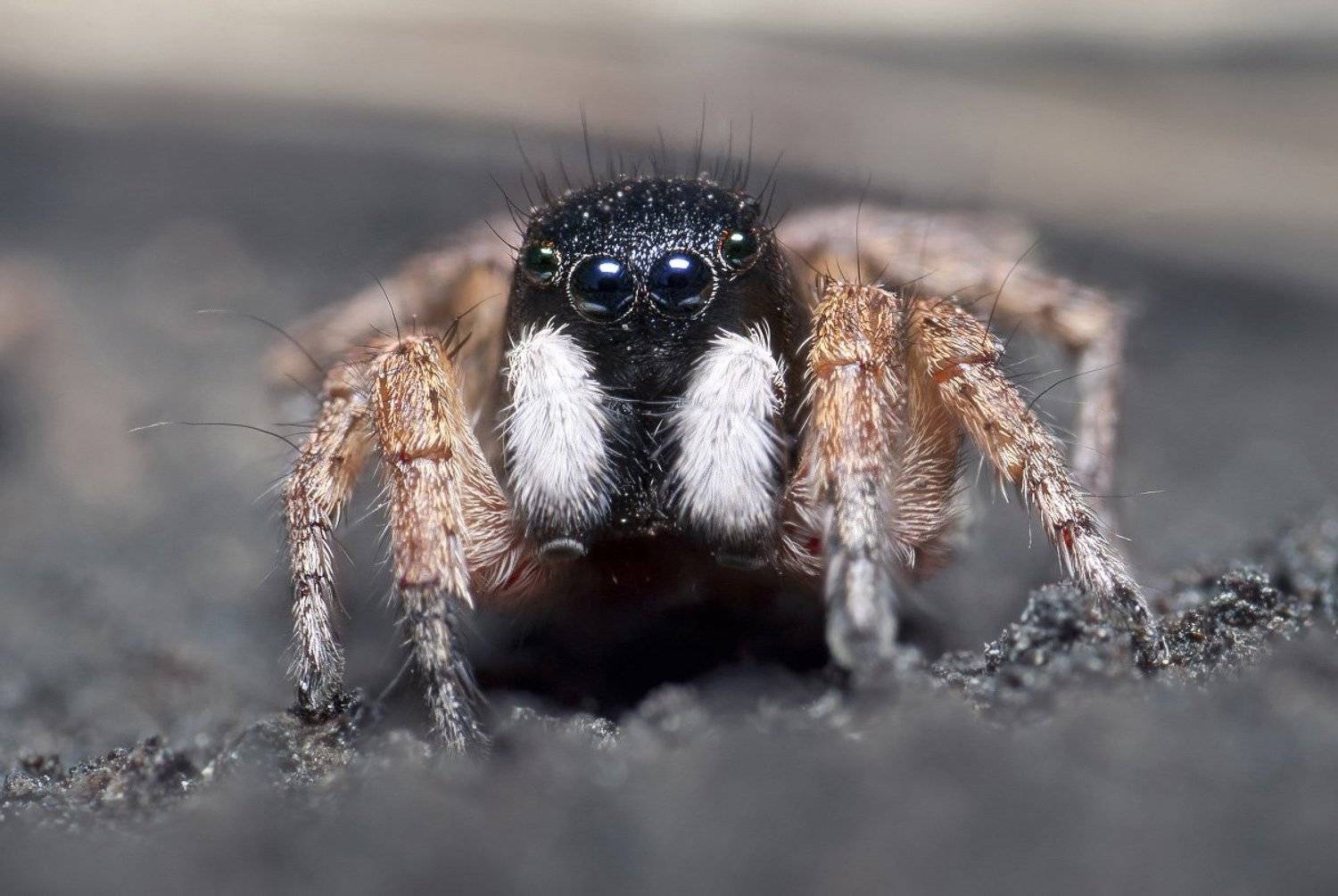 паук, скакун, макро, micro-nikkor af 105mm f/2.8 d, nikon d80, Александр Кириченко