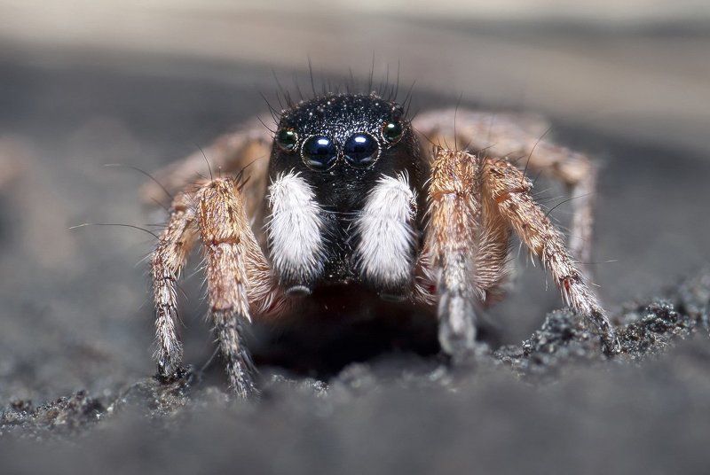 паук, скакун, макро, micro-nikkor af 105mm f/2.8 d, nikon d80 Луноход фото превью