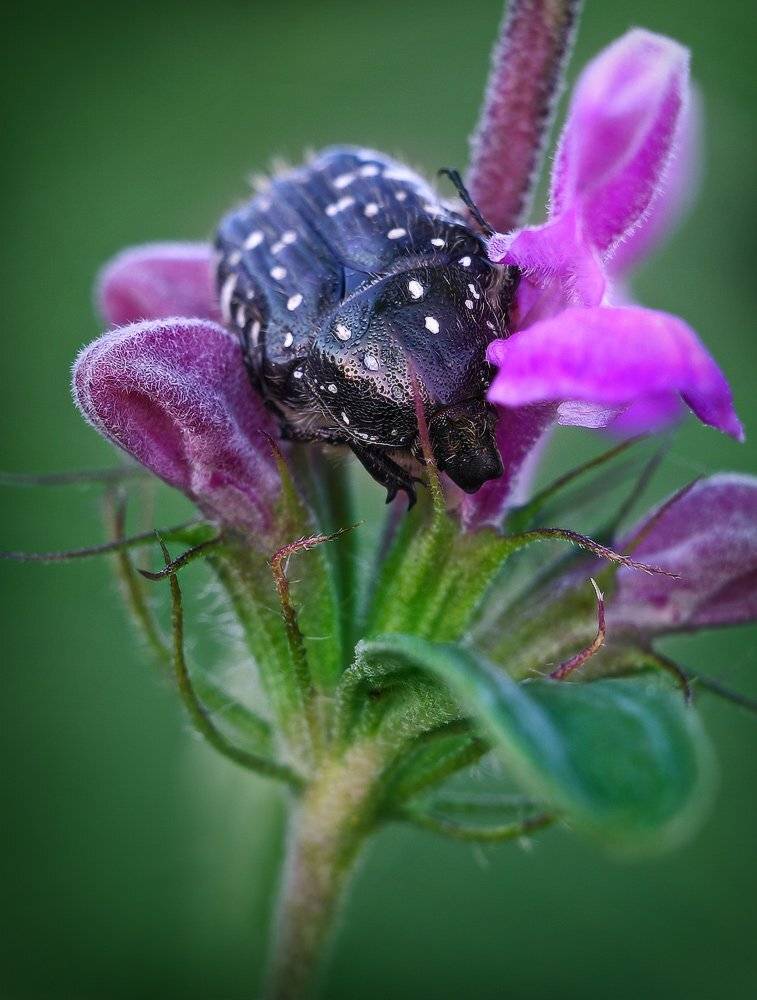 макро, вечер, жук, Петриченко Валерий