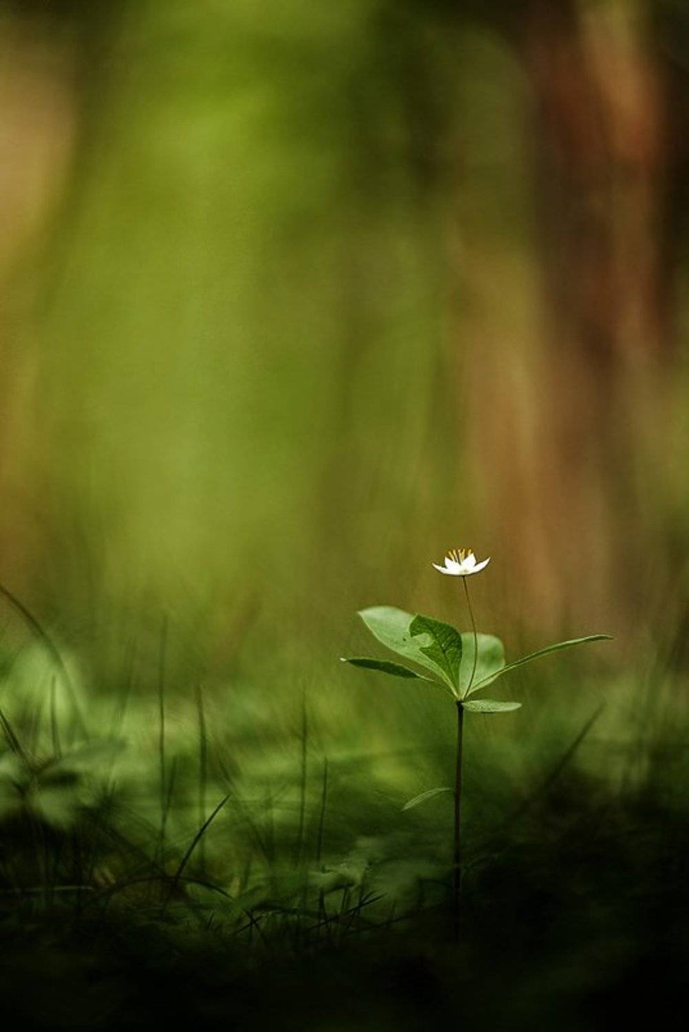 седмичник, Юлия
