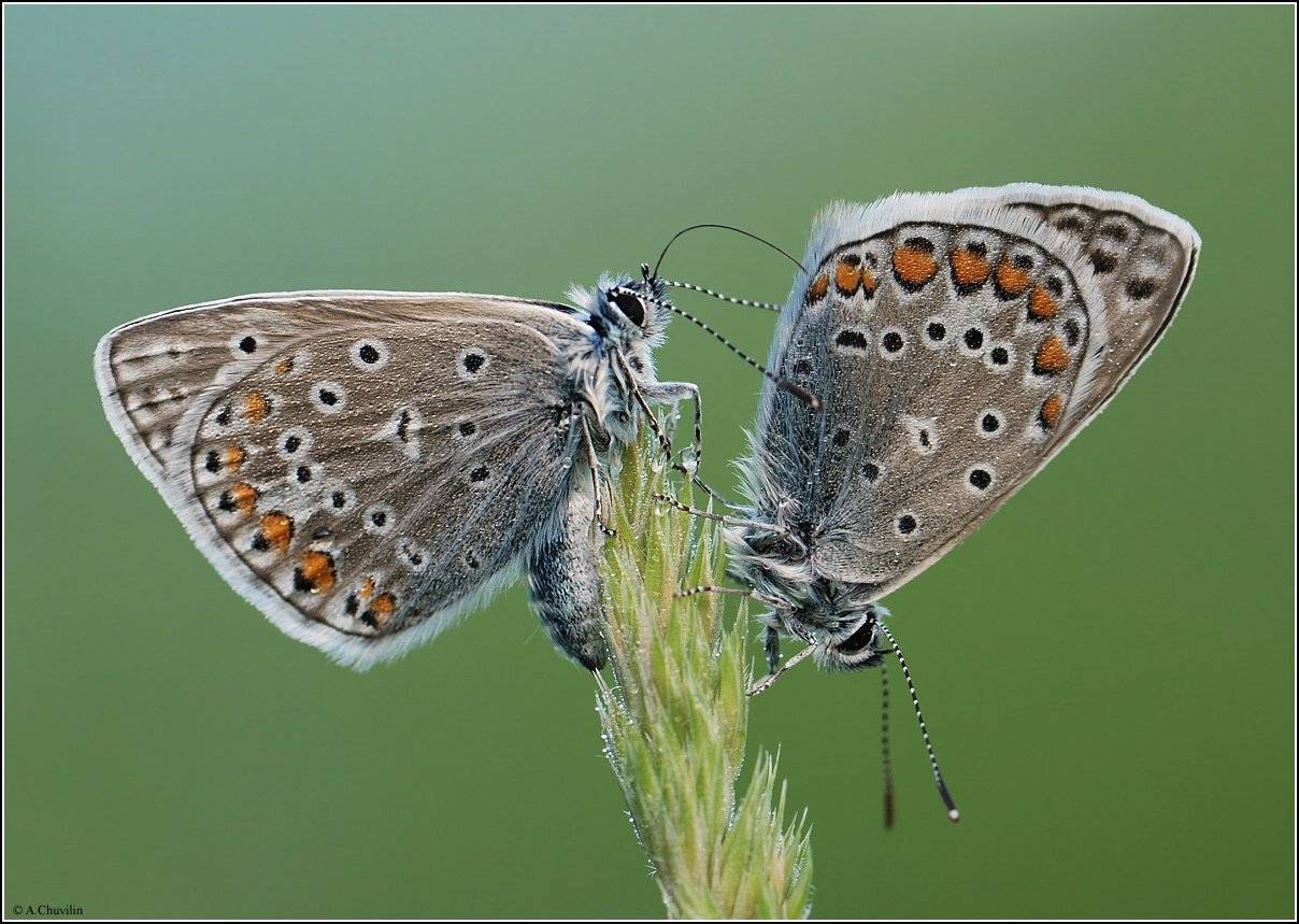 проба, на, вкус, Александр Чувилин