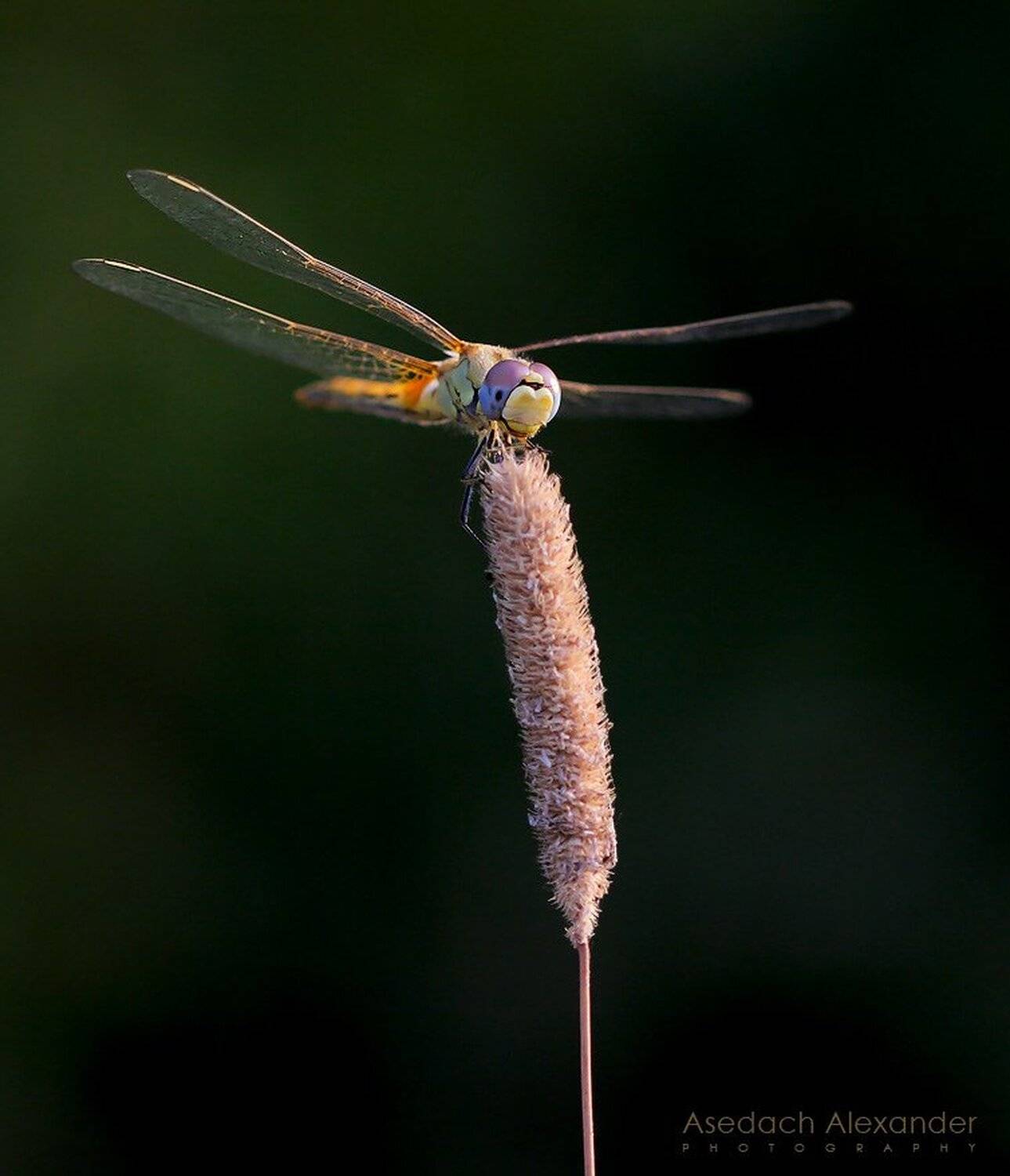 макро, стрекоза, Александр Аседач