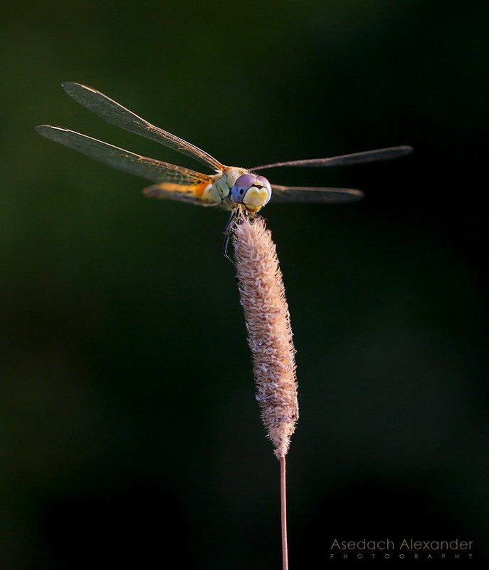 макро, стрекоза  фото превью