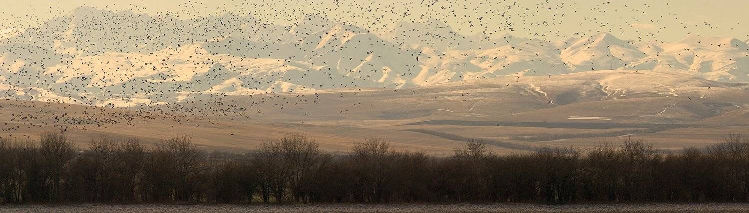 птицы, горы, скалистый хребет, кбр, Zaur Vorokov