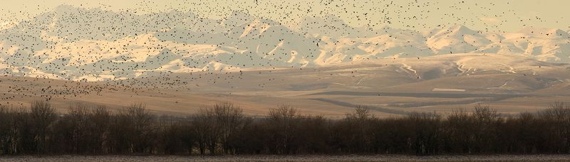 птицы, горы, скалистый хребет, кбр  фото превью