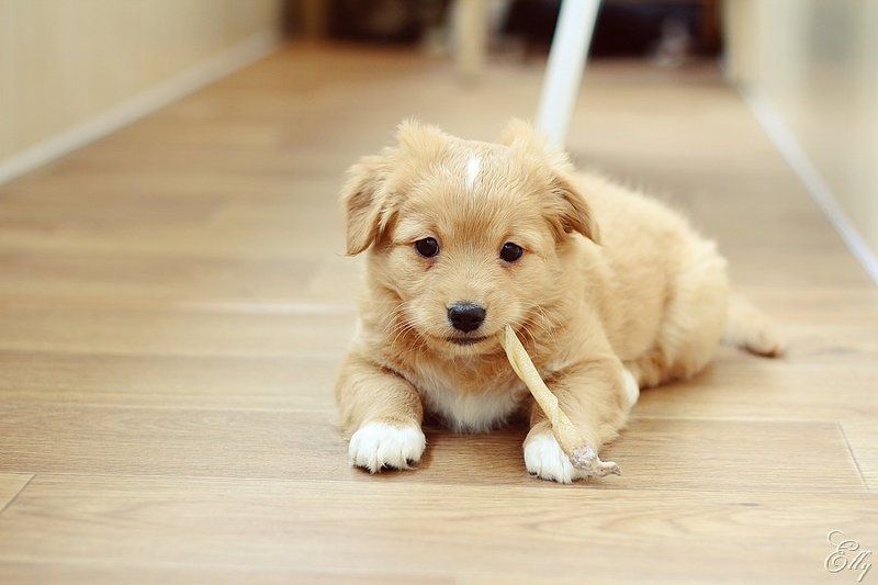 собаки, щенки, радость, игры  фото превью