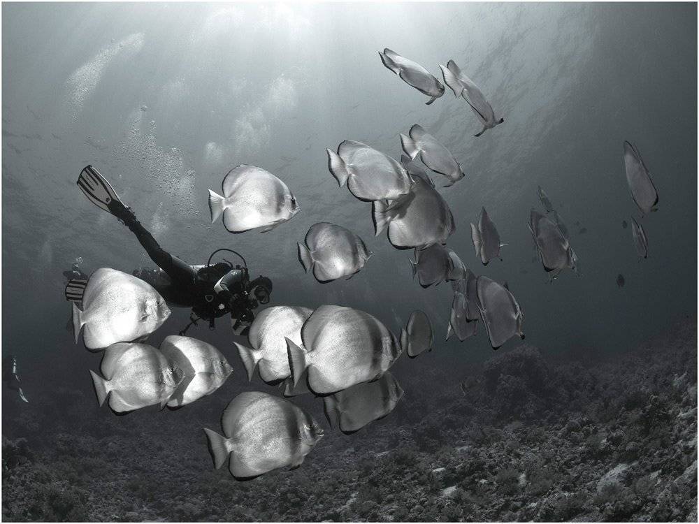 , Олег Федин