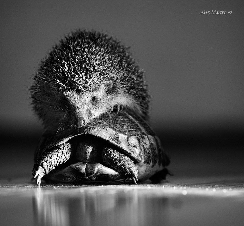 черепаха, ежик, Alexander Martynov