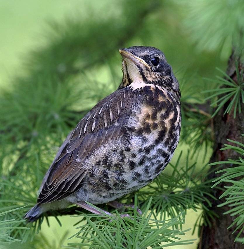 дрозд, птенец, птица, природа, лето, Ирина Фурашова