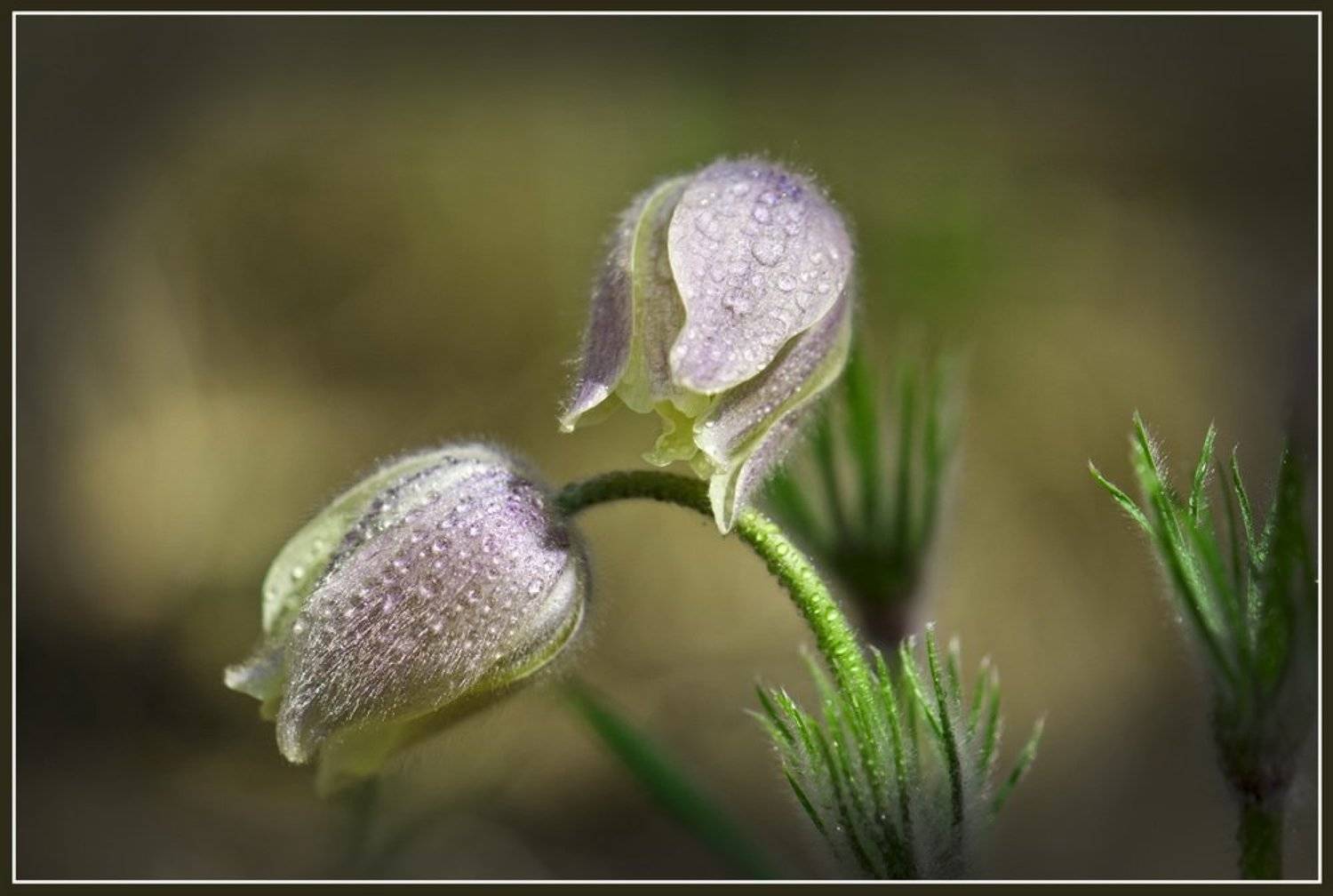 первоцвет, прострел, цветок, Андрей Кашлаков