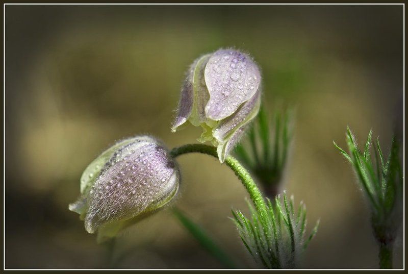 первоцвет, прострел, цветок  фото превью