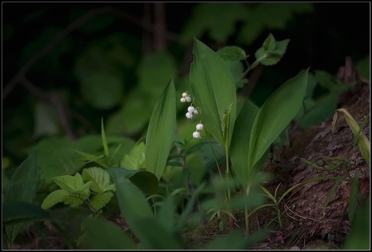 , Евгений Кирилкин.