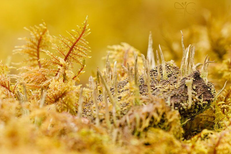 лишайник, мох, абстракция, макропейзаж, ло, каньон, река, лава  фото превью