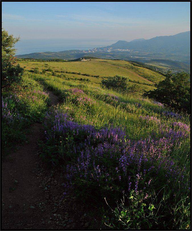 , Владимир Метцгер