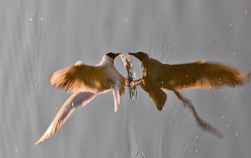 фото превью