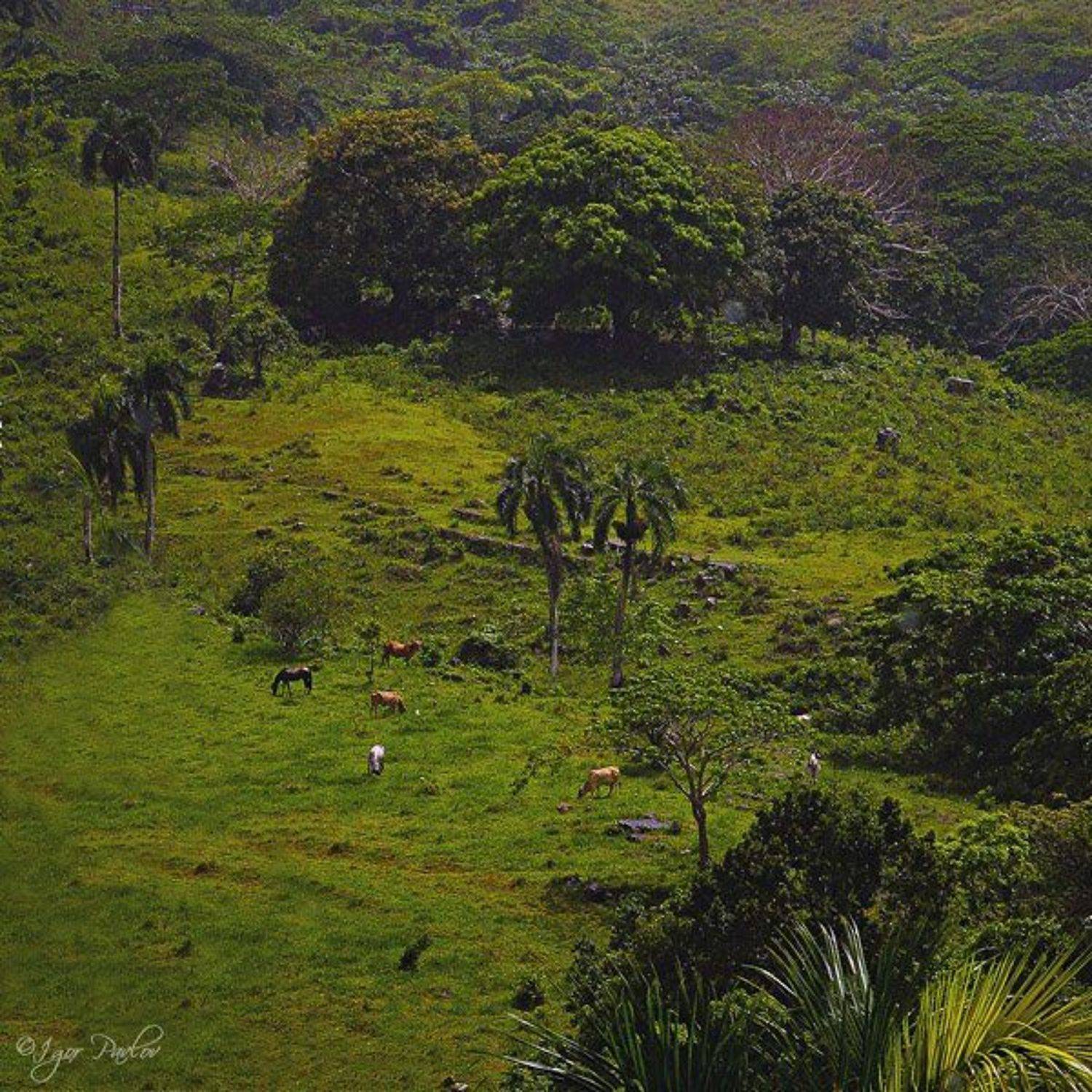 , Игорь Павлов