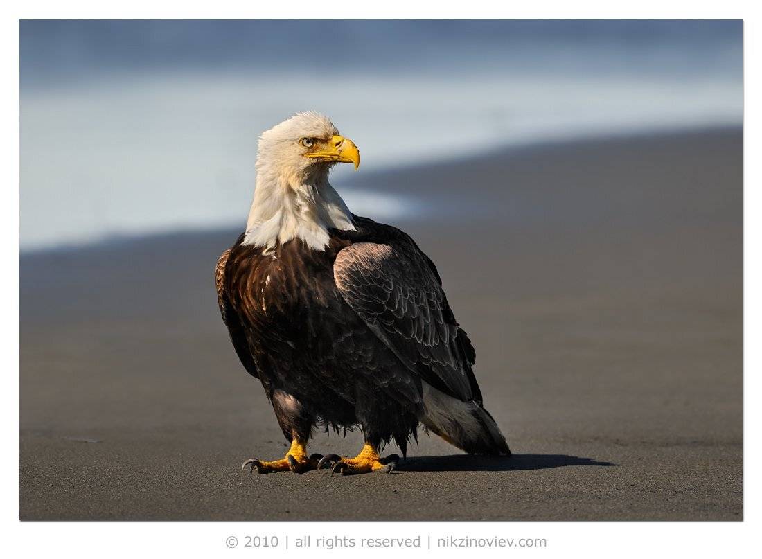 николай зиновьев, птицы, дикая природа, белоголовый орел, Николай Зиновьев